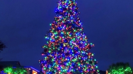 Holiday Lights and Tree at Shelter Cove Towne Centre