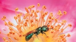 Wild bees
