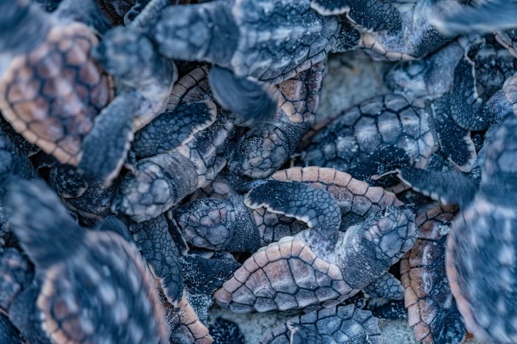 turtle hatchlings