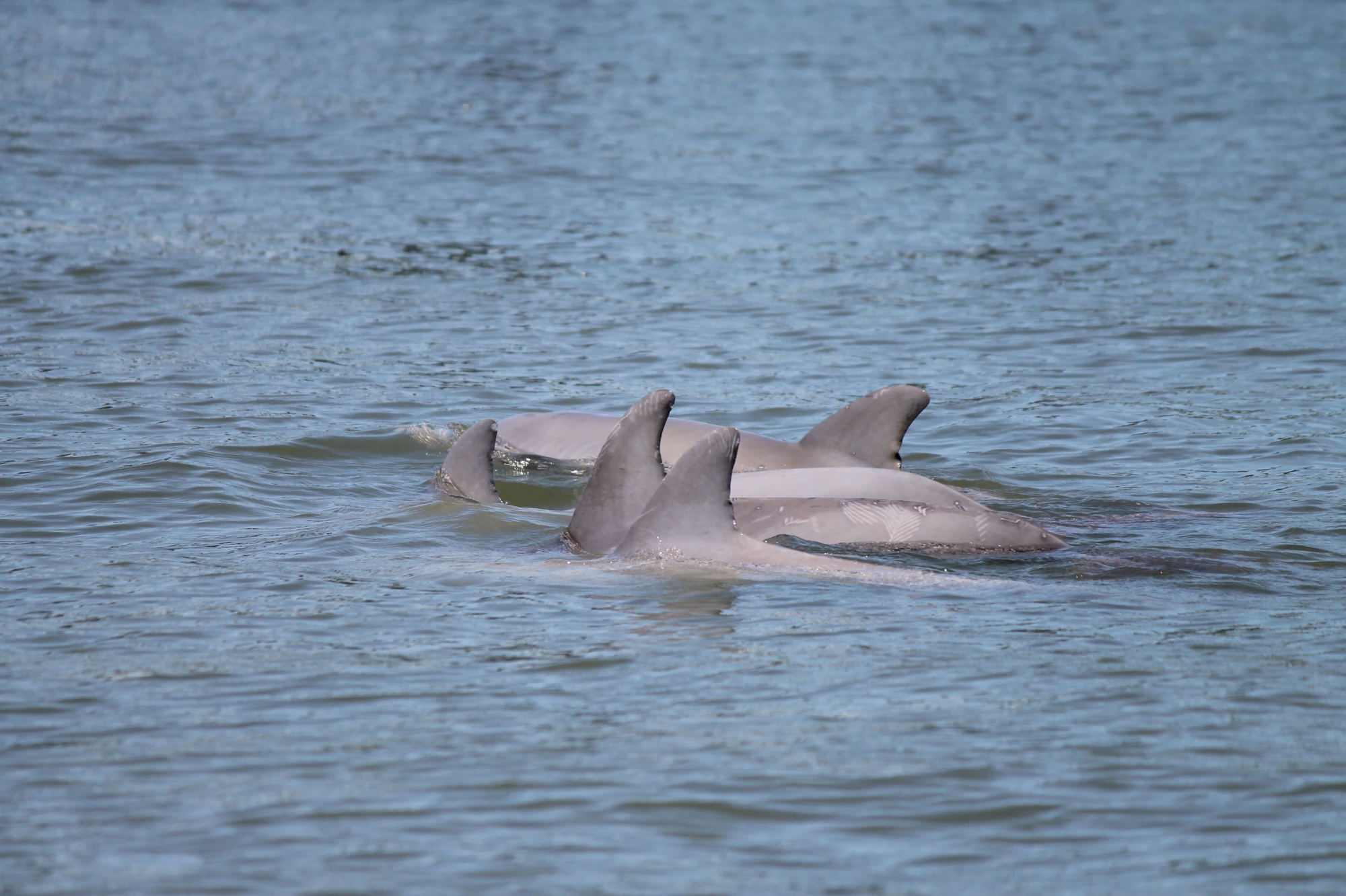 Dolphin Experience Tour