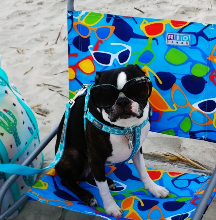 Pup friendly homes and villas on Hilton Head Island!